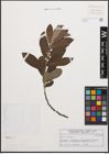 Foto von Salix cinerea L.